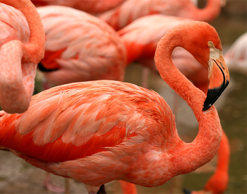 a pack of flamingos