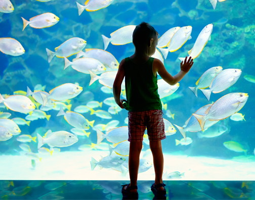 a child watching fish through aquarium glass